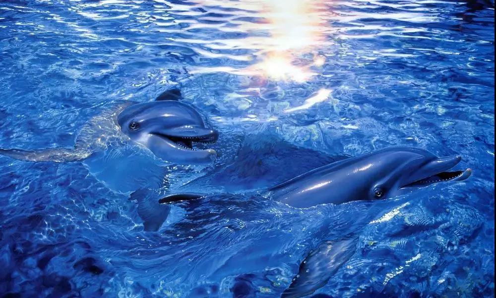 ˮʴóͷƻ,ˮʴóͷ,ˮóͷϵͳ