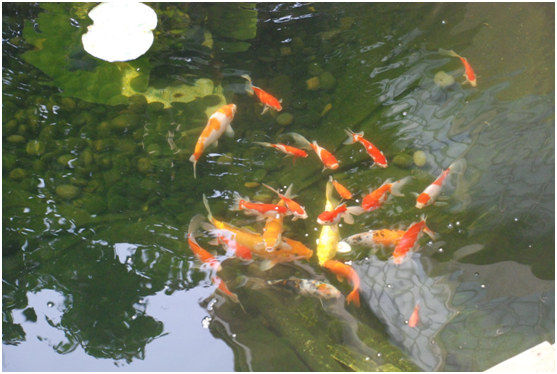 Óã³ØË®´¦Öóͷ£×°±¸