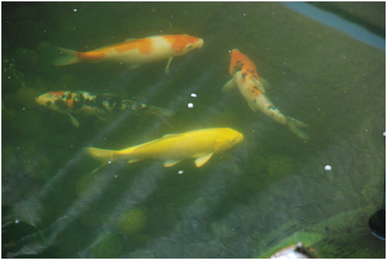 ¾°¹ÛÓã³ØË®´¦Öóͷ£